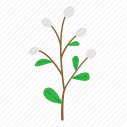 植物