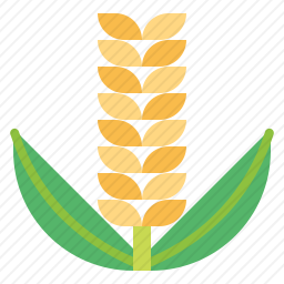 米饭