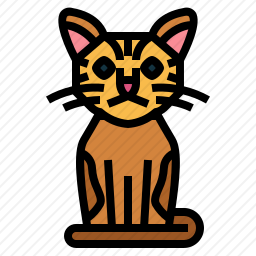 美国丝毛猫