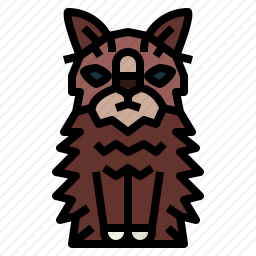 挪威森林猫