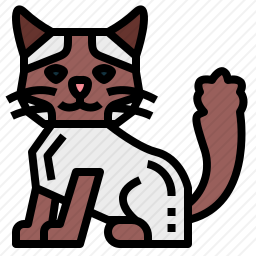 布娃娃猫