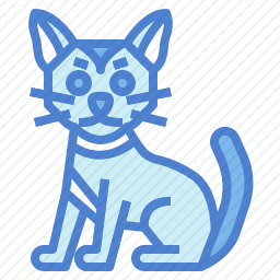 肖茜猫