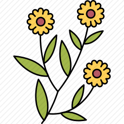 金盏花