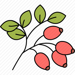 小檗