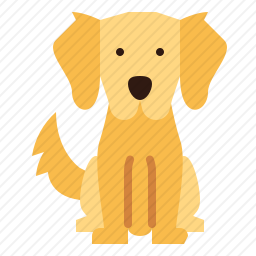 金毛猎犬