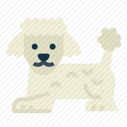 贵宾犬