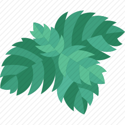 薄荷