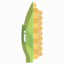 玉米
