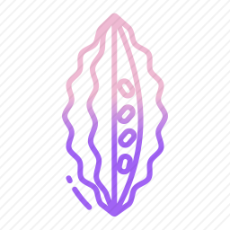 苦瓜