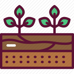新芽