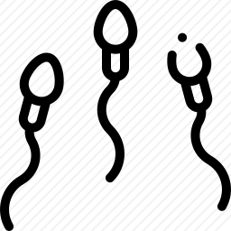 <em>精子</em>
