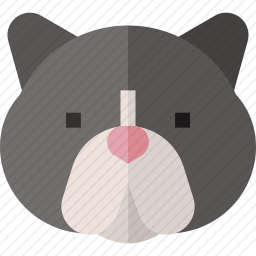 异国短毛猫
