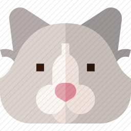 布娃娃猫