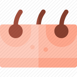 <em>毛囊</em>