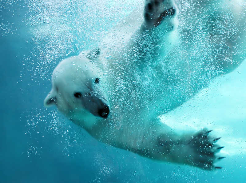 北极熊在游泳