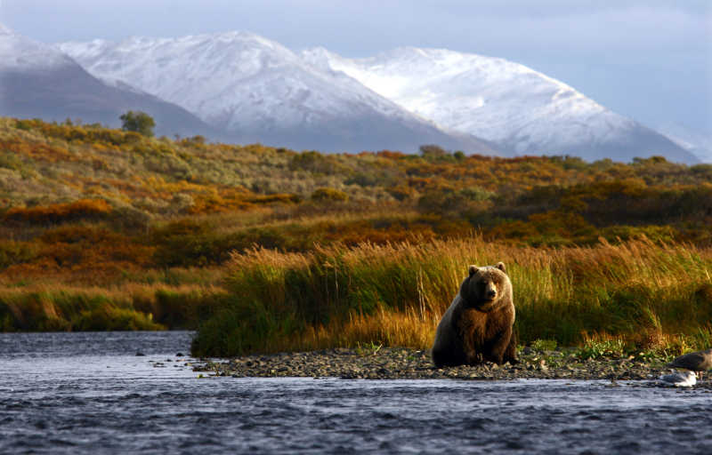 一只大棕熊在湖边坐着