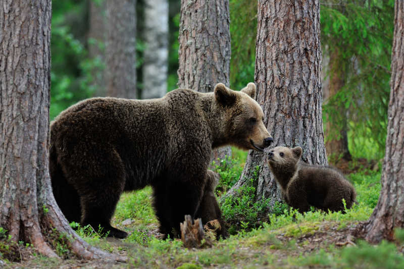 两只棕熊在树林里玩耍