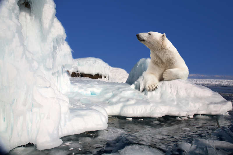 北极熊在冰山