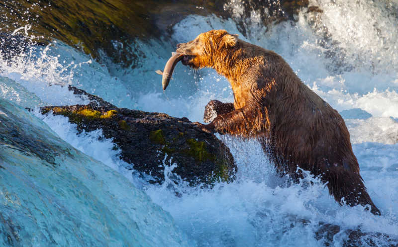 一只大棕熊叼着鱼在水里