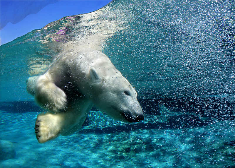 一只游泳的北极熊