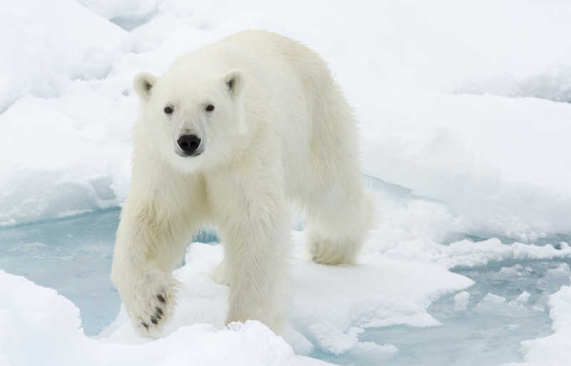 北极熊在冰上走