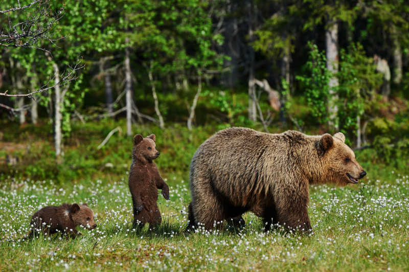 三只棕熊在树林里走