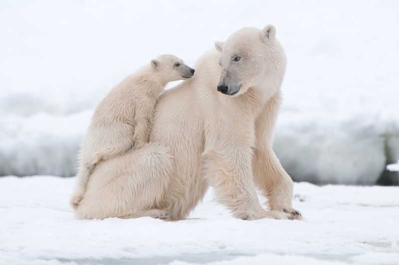 两个对视的北极熊