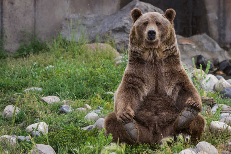 一直坐着的大棕熊