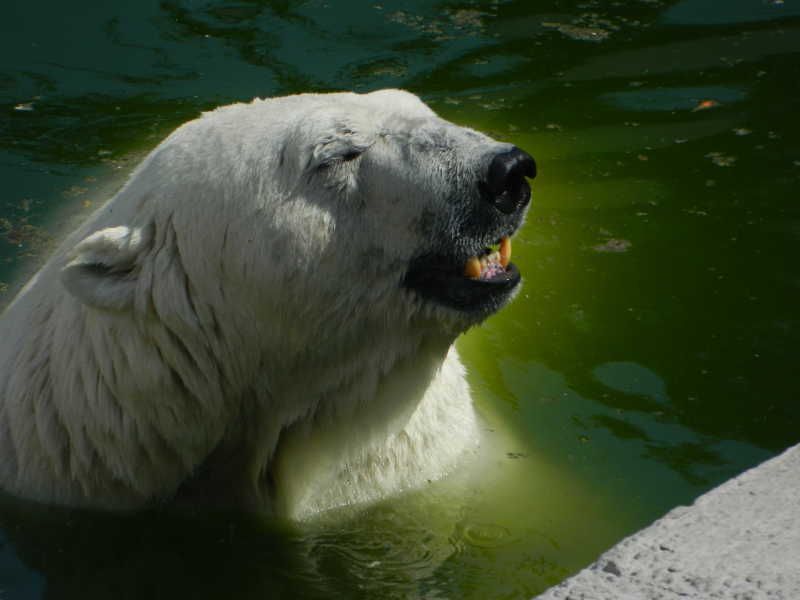 一只在水里的北极熊