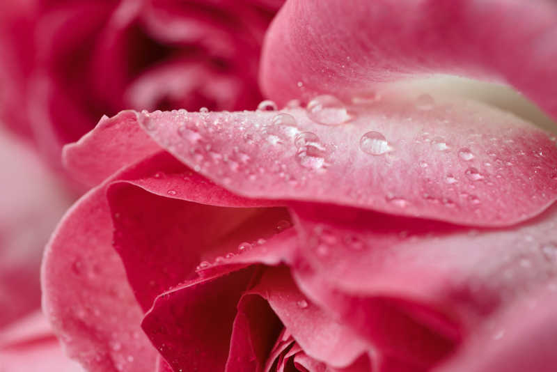 一朵带有水滴的粉红色玫瑰是爱的象征