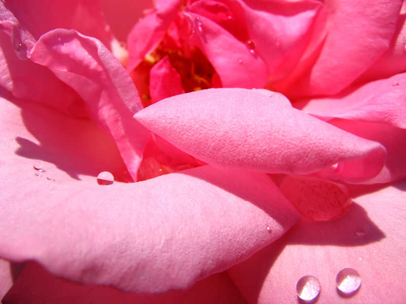 粉红色的花瓣