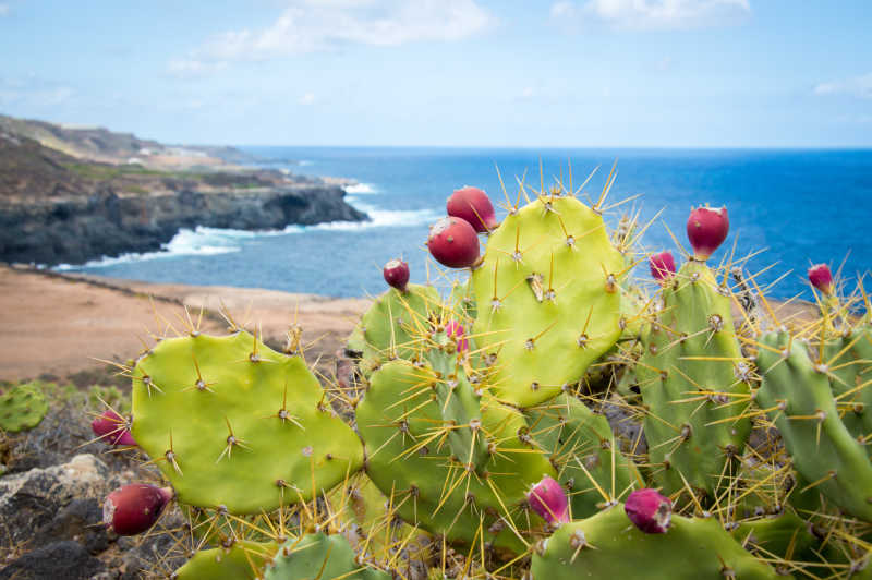 仙人掌仙人掌的果实加那利群岛大加那利岛的照片