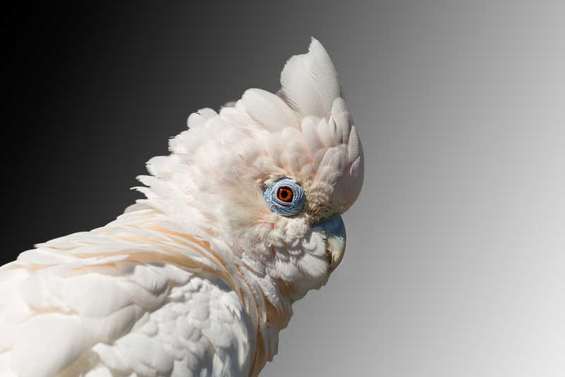 白色羽毛的鹦鹉