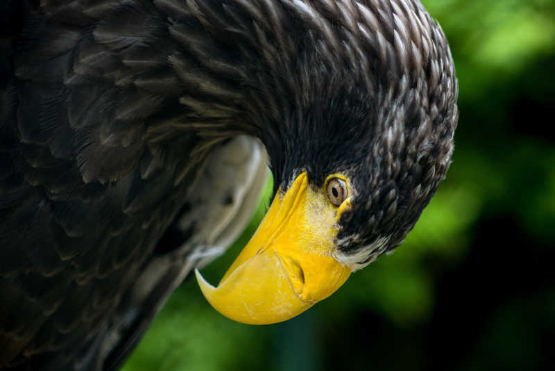 黄嘴黑羽毛俯视的老鹰