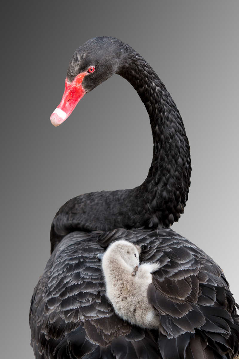 灰色背景下的黑天鹅和它身上的灰宝宝