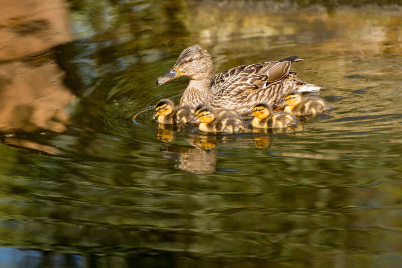 鸭妈妈和一群小鸭在水中游