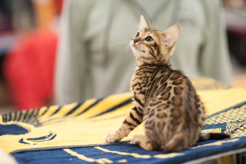 娇小的虎斑短毛猫