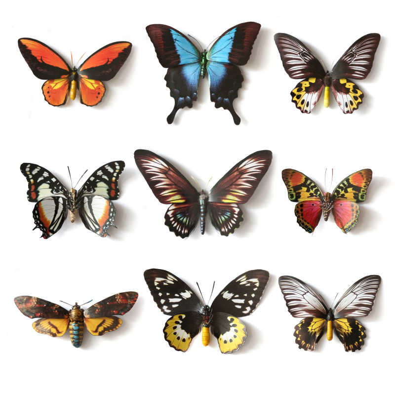 九只不同的蝴蝶在白色的背景下