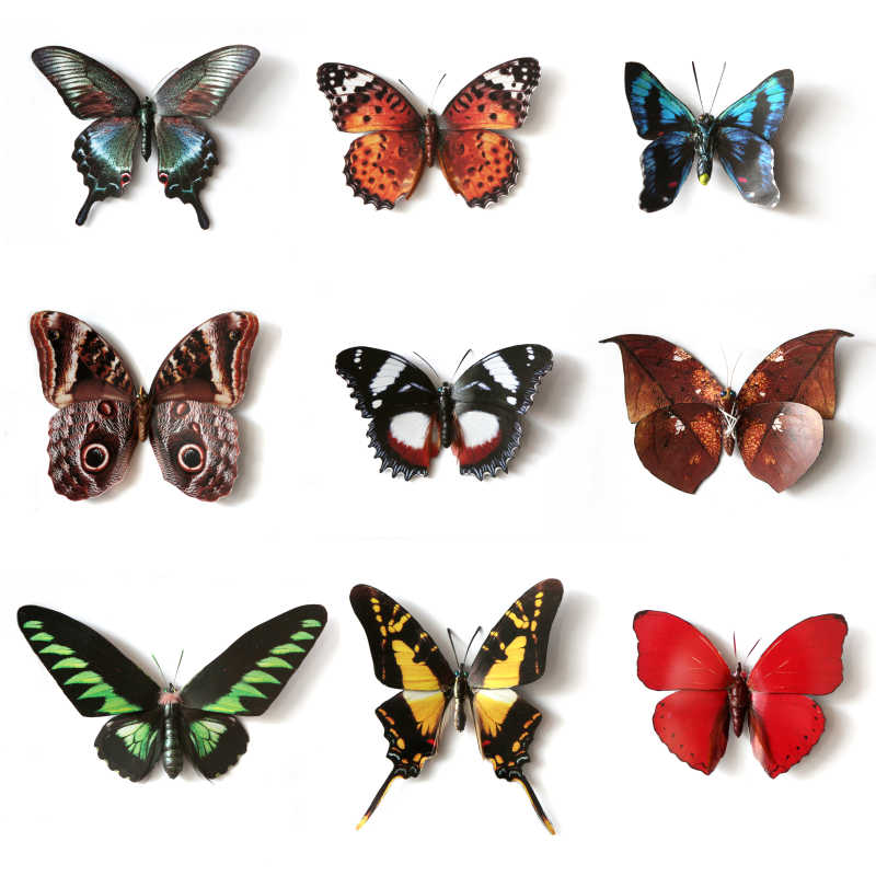 白色背景下的九种各类不同的蝴蝶