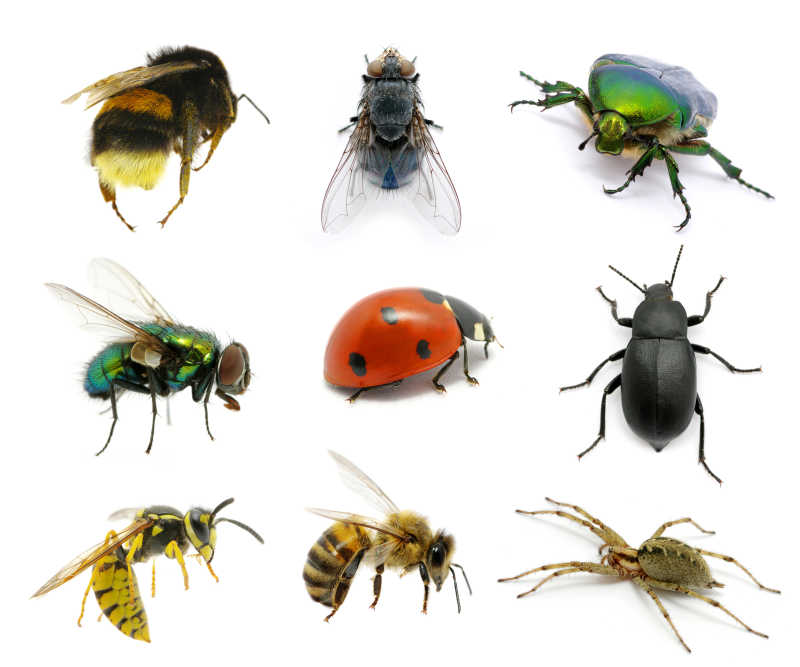 白色背景下的九种昆虫组合