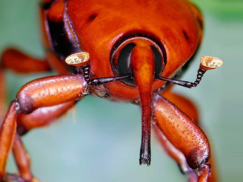 一只红棕榈象鼻虫（地中海地区数百只棕榈树的毁灭性甲虫）特写镜头