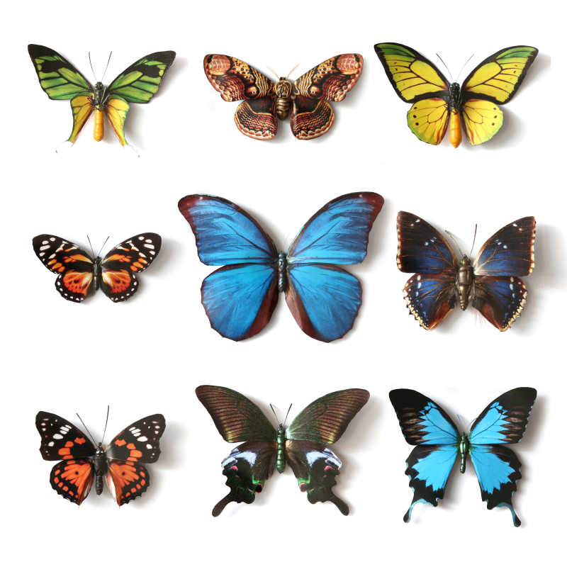 九种不同昆虫蝴蝶收集组合