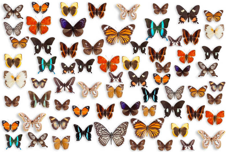 白色背景下各种种类的蝴蝶