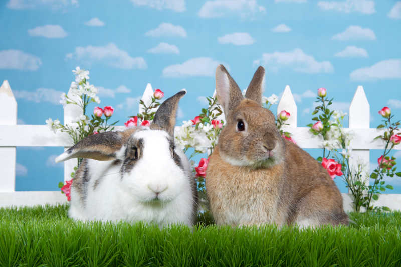 两只可爱的兔子