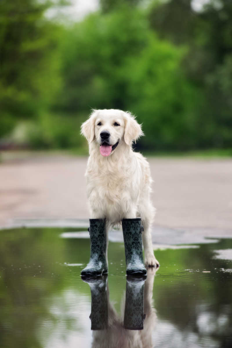 快乐的金毛猎犬穿着雨靴在雨中站立在水坑里