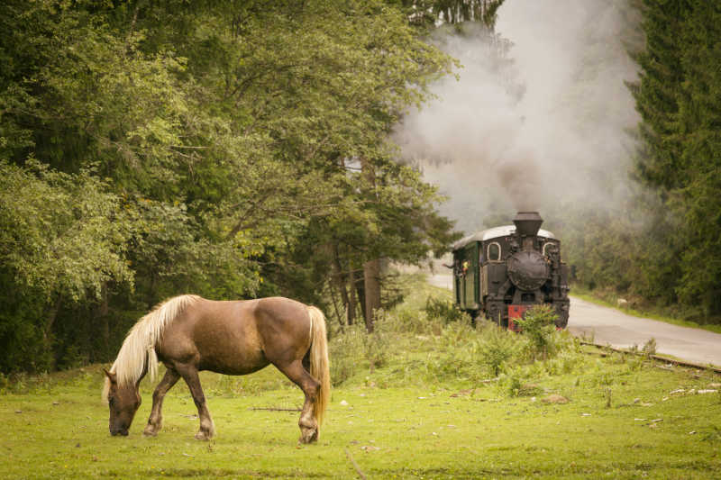 背景中的老式火车在森林里