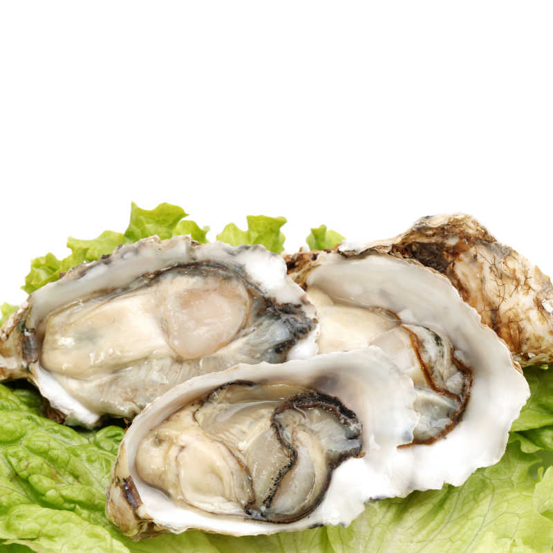 生菜上的白底海鲜鲜牡蛎