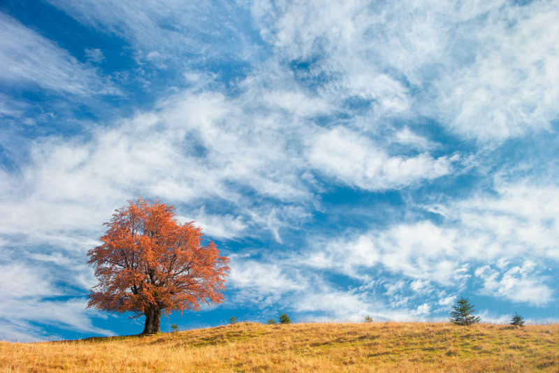 蓝天白云下的秋天枫树和草地