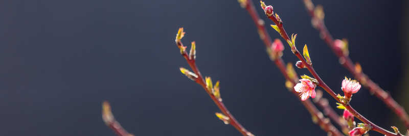 初春深灰色背景下的桃花嫩枝条上含苞待放的花骨朵