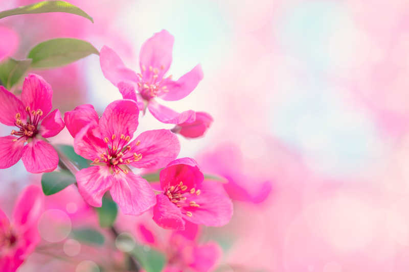 簇拥的粉红色的花朵